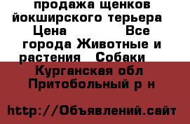 продажа щенков йокширского терьера › Цена ­ 25 000 - Все города Животные и растения » Собаки   . Курганская обл.,Притобольный р-н